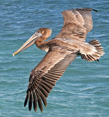 Nigel - Brown Pelican
(