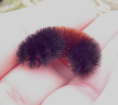 Nigel Brown/Principal Brown