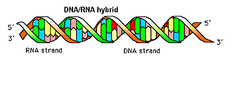 nucleic acid hybridization