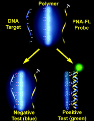 nucleic acid probe