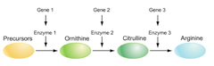 one gene-one polypeptide hypothesis