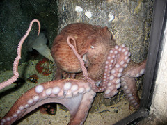 Pearl - pink Flapjack octopus
(