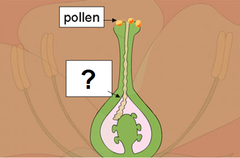 pollen tube
