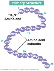 Primary Structure of Protein