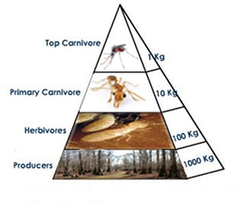 pyramids of biomass