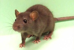 Rat