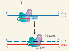 reverse transcriptase