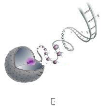 ribosomal RNA (rRNA)