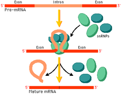 RNA processing