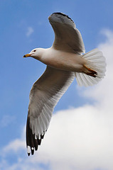 Seagulls
(