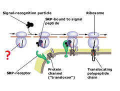signal peptide
