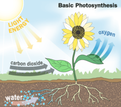 similarity between oxygen cycle and carbon cycle