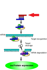 siRNAs (small interfering RNAs)
