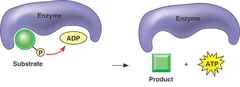 substrate-level phosphorylation