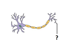synaptic terminal