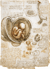 The Fetus and the Lining of the Uterus by Leonardo Da Vinci, 1510-1512