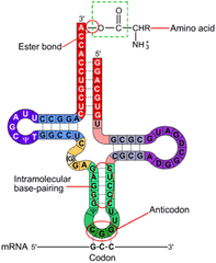 transfer RNA (tRNA)