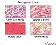Type of Tissues