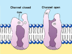 voltage-gated ion channels