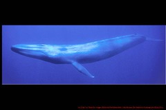Whale - Blue whale
(the one that swallows Nemo and Dory and then lets them go later)