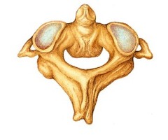 Axis vertebrae