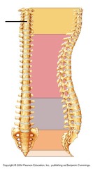 Cervical vertebrate (curvature)