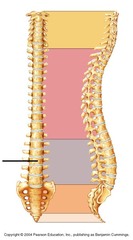 Lumbar vertebrae (curvature)