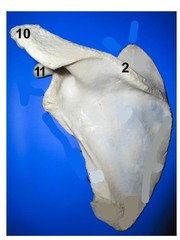Scapula