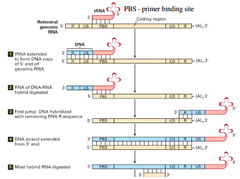 Steps in mechanism in viral reverse transcriptase (first four)