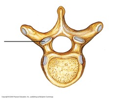 Superior Articular Cartilage