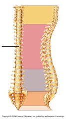 Thoracic vertebrae (curvature)