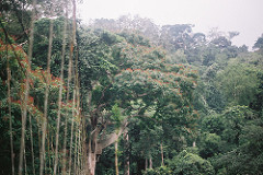 Tropical Rainforest Tropical Rainforest